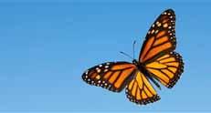 Limited Number of Monarch Seed Packs Available DOUGLAS LAKE NASHVILLE --- In the ongoing project to help conserve monarch butterflies, the Tennessee Wildlife Resources Agency is among the agencies