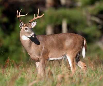For the exact boundaries of the different deer units and license requirements, hunters can refer to the 2016-17 Tennessee Hunting and Trapping Guide, available where hunting and fishing licenses are