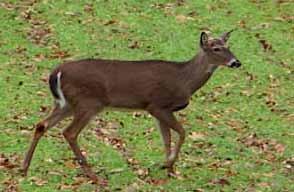 TWRA NEWS White-tailed Deer White-tailed deer may live up to 12 years in the wild, although they rarely reach anything over seven years of age.