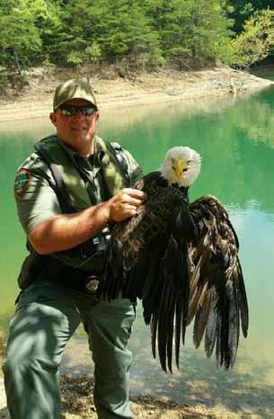 27) TWRA boating officers Matt Swecker and Mark Williams rescued the eagle that had become entangled in a limb line on South Holston Reservoir on August 25.