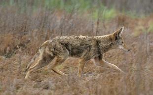 Wolves were once restricted to the northern part of Minnesota, but they have expanded their range and could