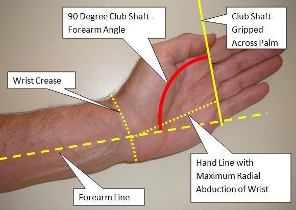Chapter 3: Rotating the Forearms at the Elbow For any amount of radial abduction, the two different grips positions can change the angle between the forearm and the club shaft by 10 degrees.