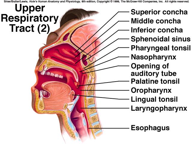 internal respiration, and cellular respiration.