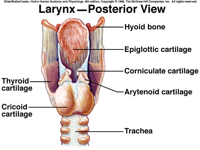 between the nasal cavity`& the larynx *it aids in producing the sounds of speech. *subdivisions of the pharynx are: nasopharynx oropharynx laryngopharynx III.