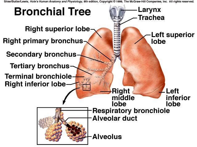 lung 4) intralobular bronchioles small branches that enter the lobules 5) terminal bronchioles 50 80 terminal bronchioles occupy a lobule of the lung 6) respiratory bronchioles air sacs bud from