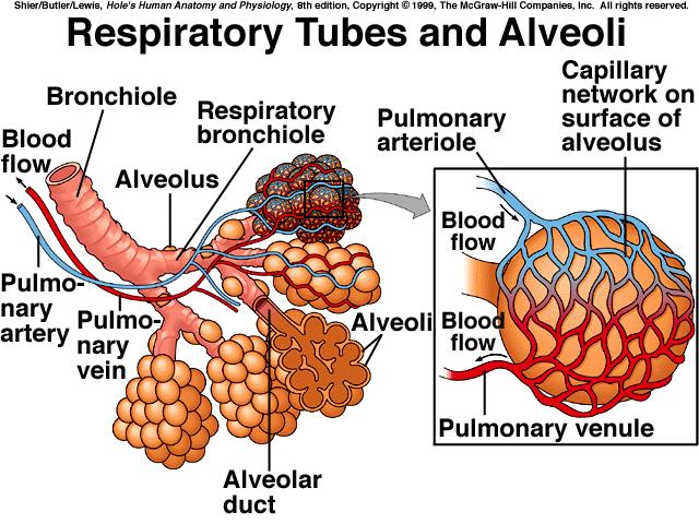 alveoli thin-walled, microscopic air sacs that open into an alveolar sac *gravity is responsible for depositing pollutants in the respiratory tree Structure of the Respiratory Tubes: *structure of