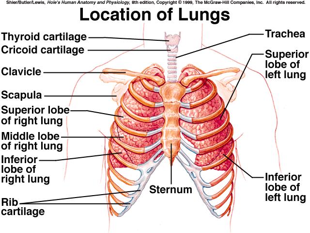 narrow & contains serous fluid *right lung is larger than the left lung; right lung has 3 lobes & left lung has two lobes *Each lobe is composed of lobules that contain alveolar ducts, alveolar sacs,