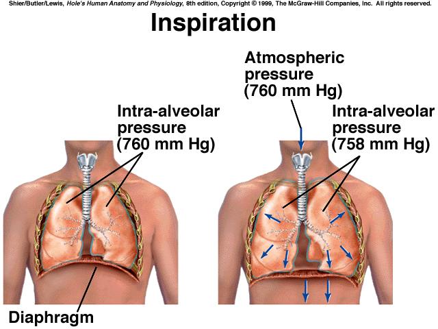 Respiratory Volumes and Capacities *respiratory cycle one inspiration followed by one expiration *tidal volume the amount of air that moves in & out during a respiratory cycle *inspiratory reserve