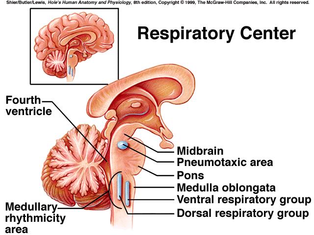 of breathing; it reduces the duration of inspiratory movements; it prevents over inflation of the lungs during forceful breathing *hyperventilation decreases CO2 concentration, but
