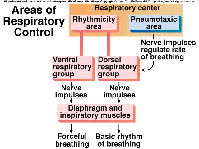 eathing A. Normal breathing is a rhythmic, involuntary act. B.