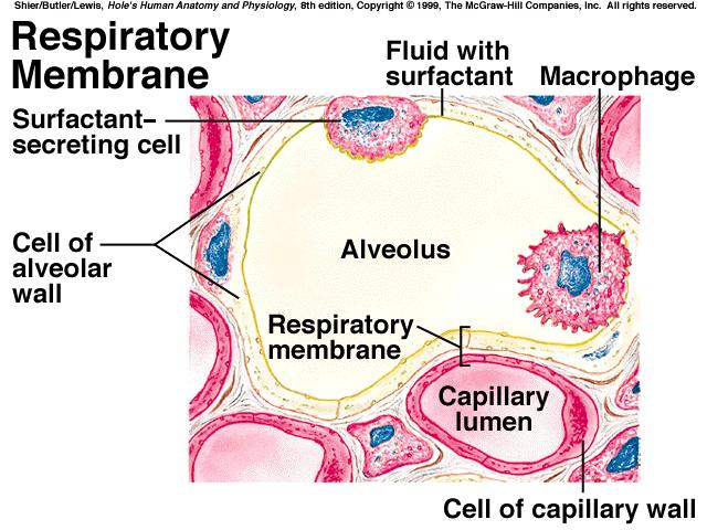 alternate pathways if some portions of the lung become obstructed *alveolar macrophages phagocytic cells in the alveoli & in the pores that clean the alveoli & keep them free of airborne agents