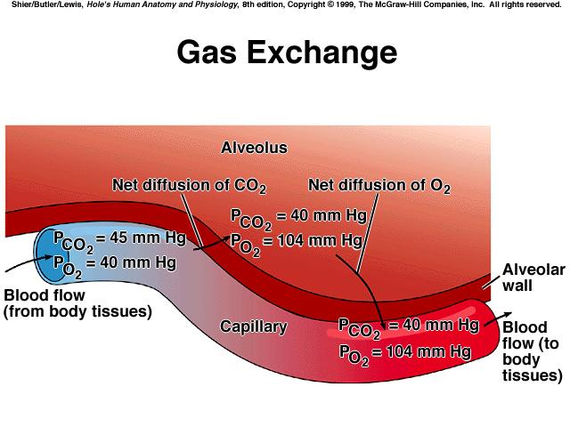 04% CO2; air has small amounts of other gases that have little or no physiological importance *partial pressure the amount of pressure each gas contributes; the partial pressure of a gas is