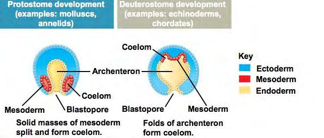 Coelomates: Protostomes & Deuterostomes Protostomes Solid mass of mesoderm splits to form coelom: