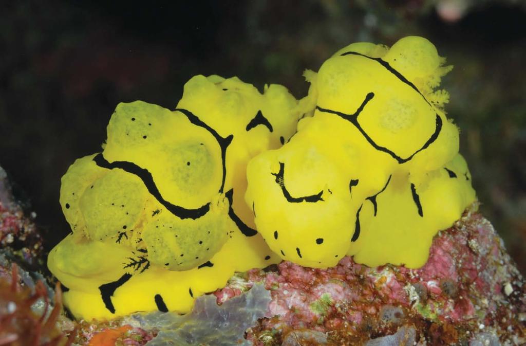 These large yellow nudibranchs