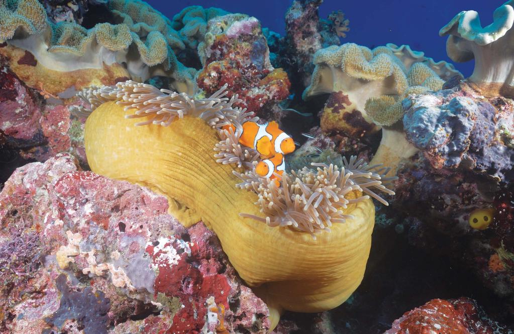 Clownfish inhabit a magnificent anemone on the top of a wall. At least eight species of clownfish inhabit Solomon Islands waters.