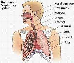 The human respiratory system consists of: a.