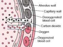 upon reaching body cells which lack oxygen, oxyhaemoglobin breaks down to release oxygen and haemoglobin. In simple terms, oxyhaemoglobin + oxygen haemoglobin b.