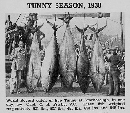 Relics of the past : Bluefin tuna Thunnus thynnus used to migrate to northern European waters (Norwegian Sea, North