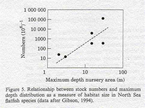 Habitat size and recruitment for different flatfish species Dab