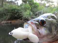 3 Some of the best times to be fishing in the upper reaches of freshwater creeks and rivers chasing these fish are around