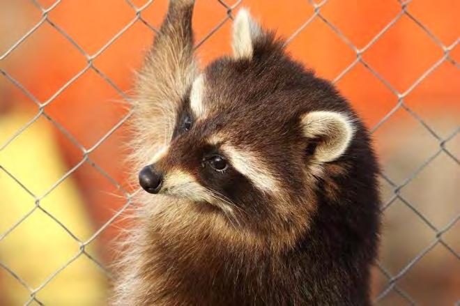 ISSUE 7: HOLDING OF RACCOONS ORS