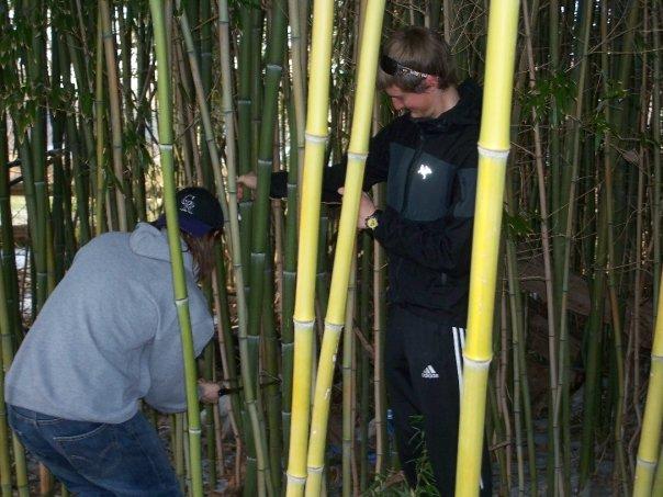Gathering & Treating the Bamboo