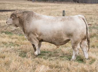 402P HFCC FRENCHKISS 919J GERRARD AMBER 1P Two year old bull.