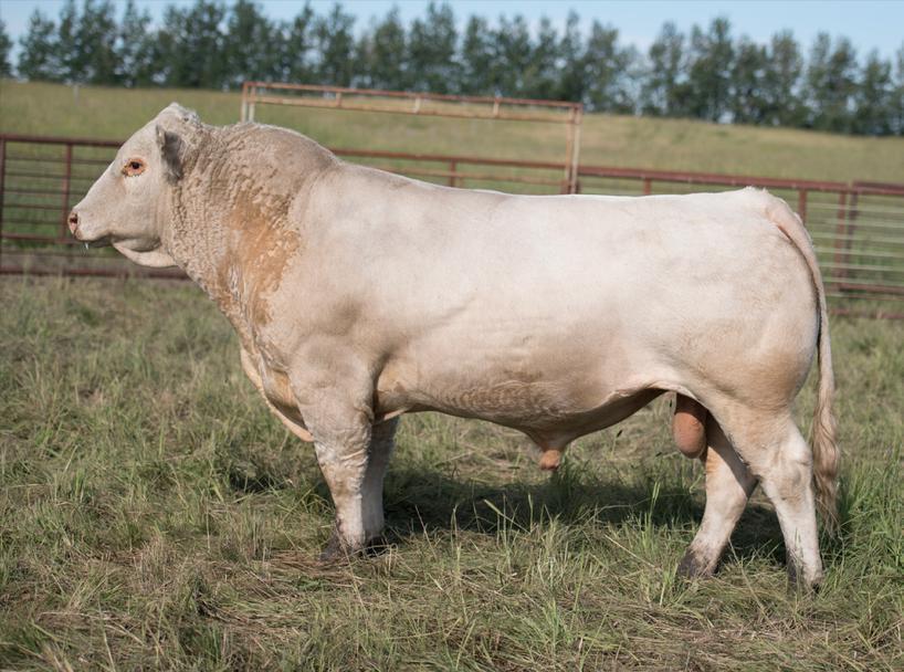 For your Reference ref A Polled Male GCC 27B MC366885 Born May 26, 2014 94.3-2.