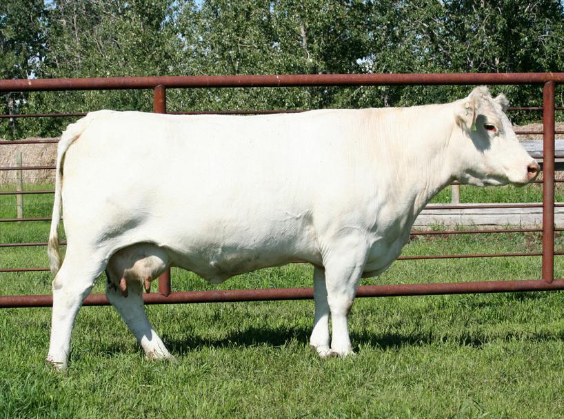 The Evetta cow family Ref B Polled Female GCC 2L FC304223 Born Jan 12, 2001 79.4 0.