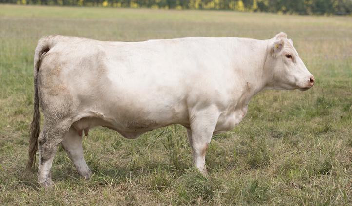 Bred May 17. Safe to that date. For your Reference ref C GERRARD EVETTA 9Y Homozygous polled ET Polled Open Female GCC 9Y FC390628 Born Jan 12, 2011 65.2 2.