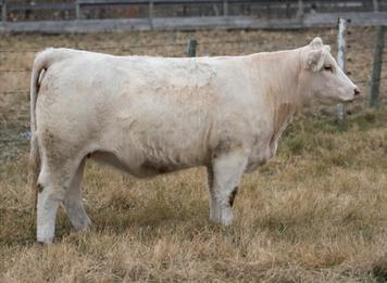 SILVERSTREAM T89 Exposed to PH Persona 153A, April 3 - June 15. Bred April 13. Safe to that date. 15 GERRARD EVETTA 22D ET Polled Bred Female GCC 22D FC723143 Born Jan 17, 2016 92 744 40.5 3.