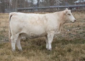 SILVERSTREAM T89 Exposed to PH Persona 153A, April 3 - June 15. Bred April 17. Safe to that date. complete herd dispersal 17