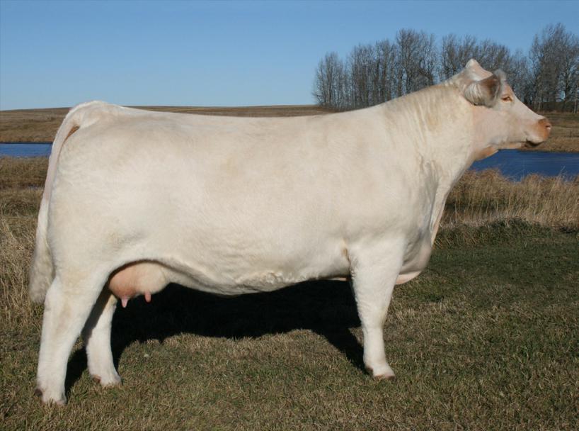 The Starstruck cow family Ref E SVY STARSTRUCK 559R Polled Female SVY 559R FC344767 Born Feb 3/2005 72.9 2.