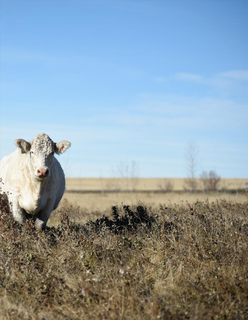 Over the years, I've often been asked, How'd you get started in the purebred Charolais business? My most common response has been, "It's just a 4-H project that overgrew.