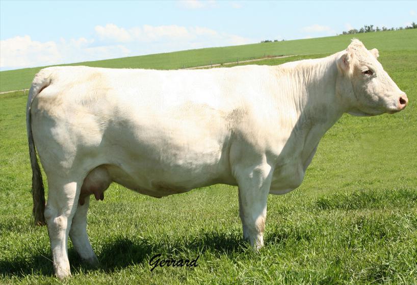The Roxanne cow family ref H Polled Female GCC 18P FC344620 Born Jan 18/2004 27.1 3.