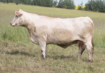 Due mid February. Homozygous polled. Full sister to Gerrard Pastor 35Z. Scar tissue in her throat due to diphtheria as a calf but no health issues from the condition.