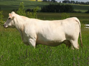 SPARROWS LANDMARK 963W SVY SUNKISSED 607S Exposed to Gerrard San Diego 13C, April 3 - June 15. Bred April 8 safe to next cycle. Homozygous Polled.