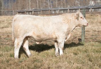 DYV FLAWLESS 9B Exposed to Gerrard San Diego 13C, April 3 - June 15. Bred April 9. Safe to that date. Homozygous Polled.