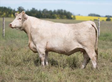 The 29B cow family 82 ROLLIN ACRES RED DUST 29B Dehorned Bred Female HDT 29B FC413230 Born Jan 30, 2014 REPAIR SCF YOU BETCHA 94Y JR MISS INTER YOYO 313N PCFL NORDUFF 38H D ROLLIN ACRES RED DUST48S