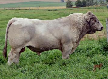 61K WCR PRIME CUT 764 PLD LT PRAIRIE MAID 4054 HFCC PLD EVOLUTION 5L KALA'S DOWN UNDER 216F Blitz was one of the most important purchases we have ever made in the Charolais business.