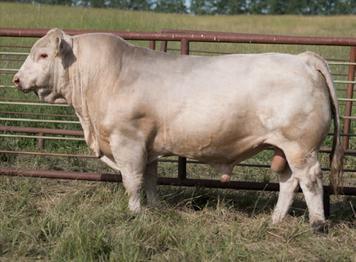Blitz is the sire and grandsire to many feature cattle in this sale. Coowned with Serhienko Cattle Co & Footprint Farms. ref N MVY VENNOM 21Z Polled Male MVY 21Z MC345209 Born Jan 12, 2012 95.