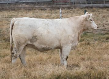GRID MAKER 104 PET EC LADY DUKE 2022P GERRARD AMBER 2T Exposed to PH Persona 153A, April 3 - July 6. Bred June 7. Safe to that date.