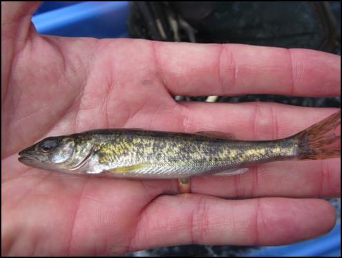 So What Happened To Connecticut s Walleye Program? The end - Fry stocking was discontinued by the BFG in 1959. The barren years - 1960-1993 no Walleye were stocked in Connecticut.