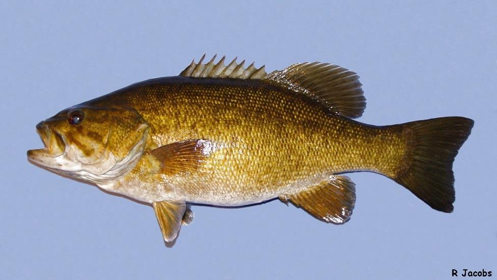 Monitoring Warmwater Fish Populations In Lakes Top-Level Fish Species These are predatory fish