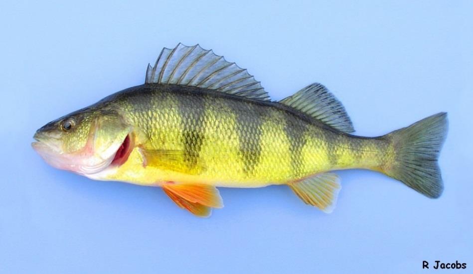 Lakes Mid-Level Fish
