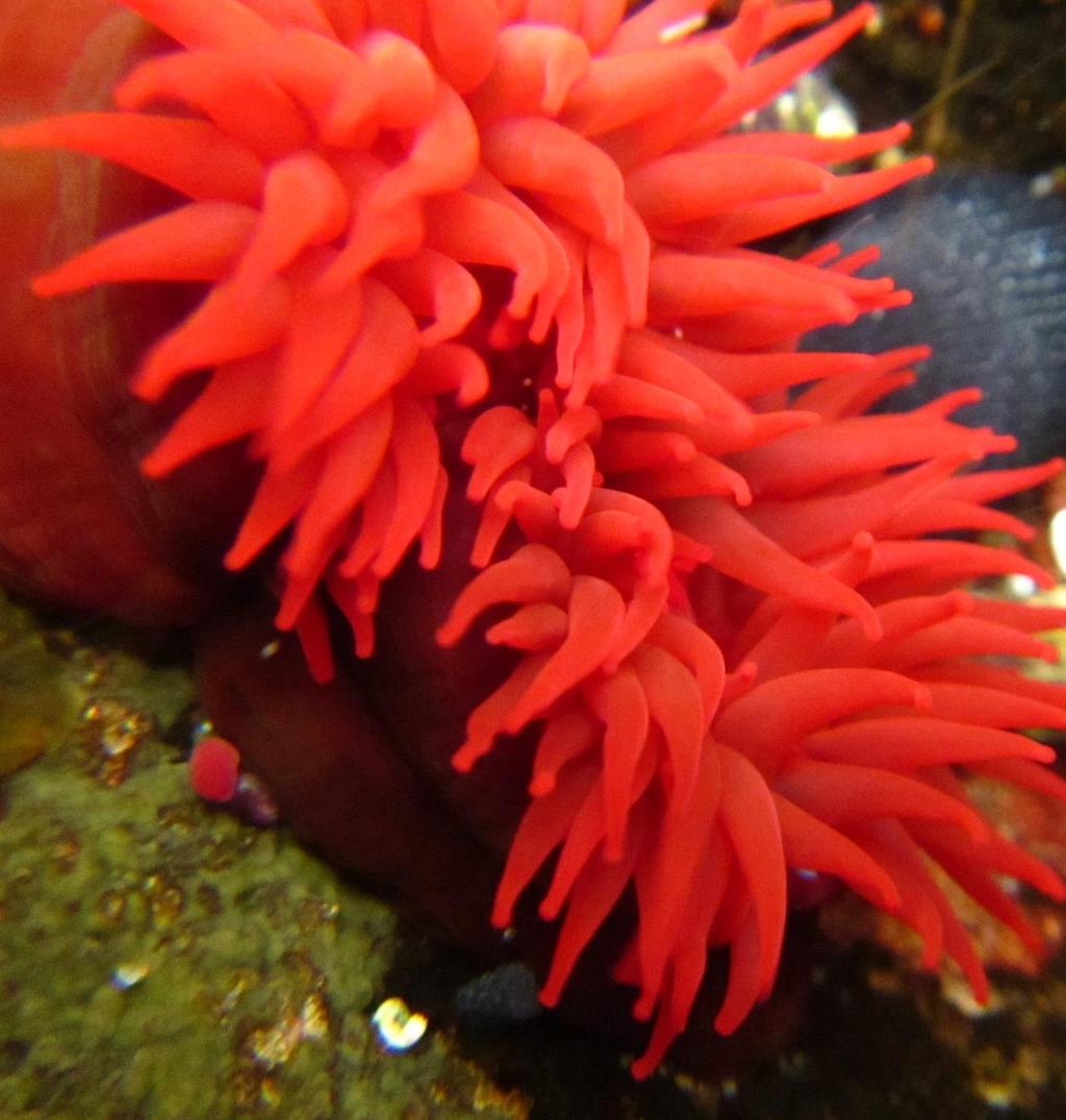 Red sea anemone Hawaiian Triggerfish Pink Clingfish Swallowtail Dart Round Faced