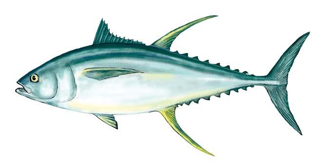 Commercial Yellowfin Tuna Fishing in the Gulf of Mexico States Yellowfin tuna (Thunnus albacares, Fig. 1), also known as Tuna or Ahi, inhabit tropical and subtropical oceans worldwide 1.