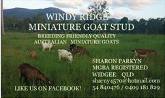 Miniature Goat Show which has been in with committee since earlier in the