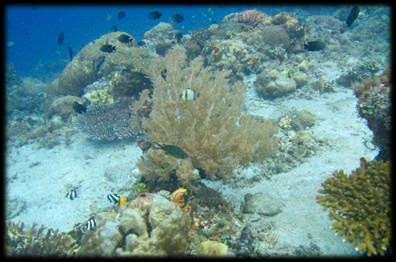 All manner of marine life has been seen within Bunga s healthy looking reef ecosystem; complex hard coral formations, emperor fish
