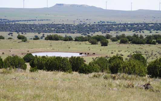 This rolling prairie ranch is comprised of mostly grama grasses which provide excellent cattle grazing. Elevation on the ranch ranges from mesas at 6,036 feet to the river bottoms at 5,557 feet.